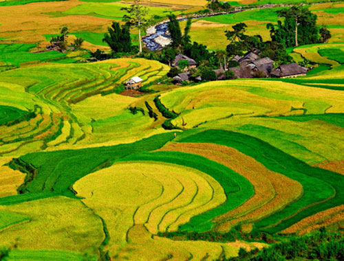 Những cánh đồng lúa lãng mạn mang đậm bản sắc Việt Nam